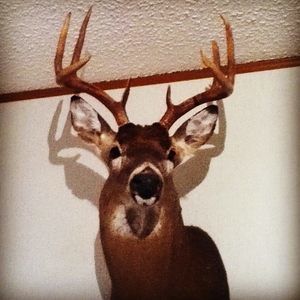 Meet your Posher, Jesse